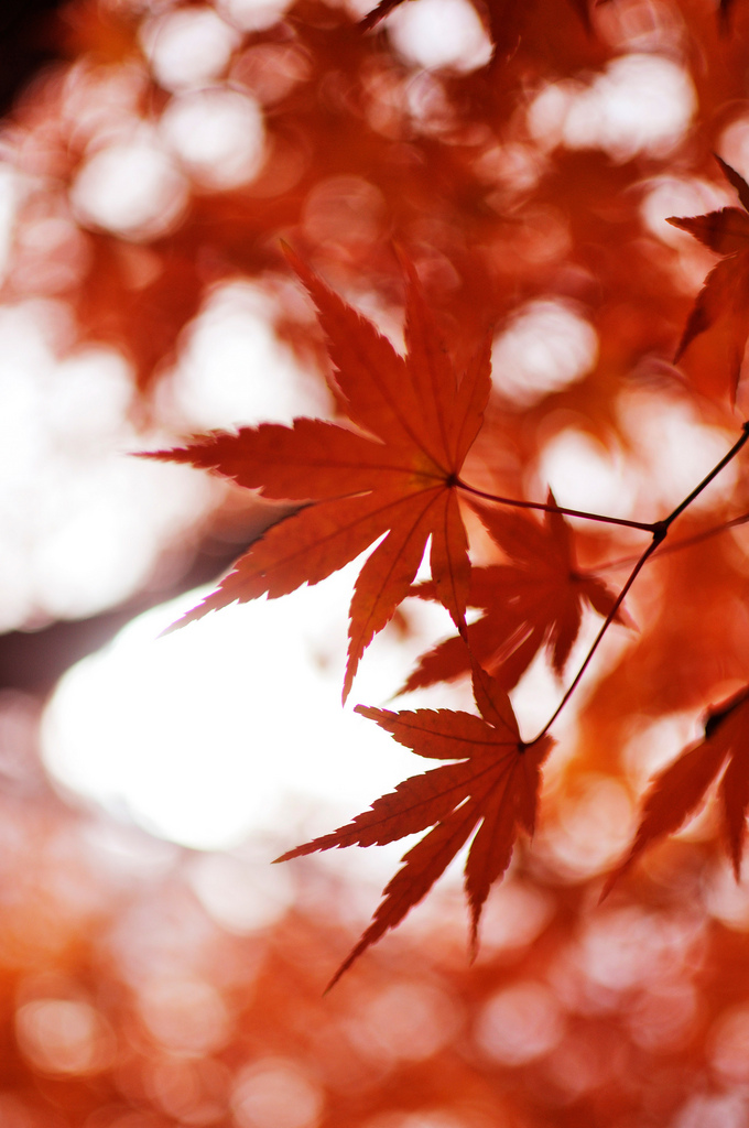 Maple (Koishikawa Botanical Gardens)