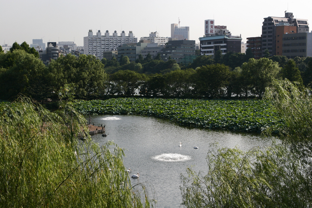 Ueno Lake with Pelicans