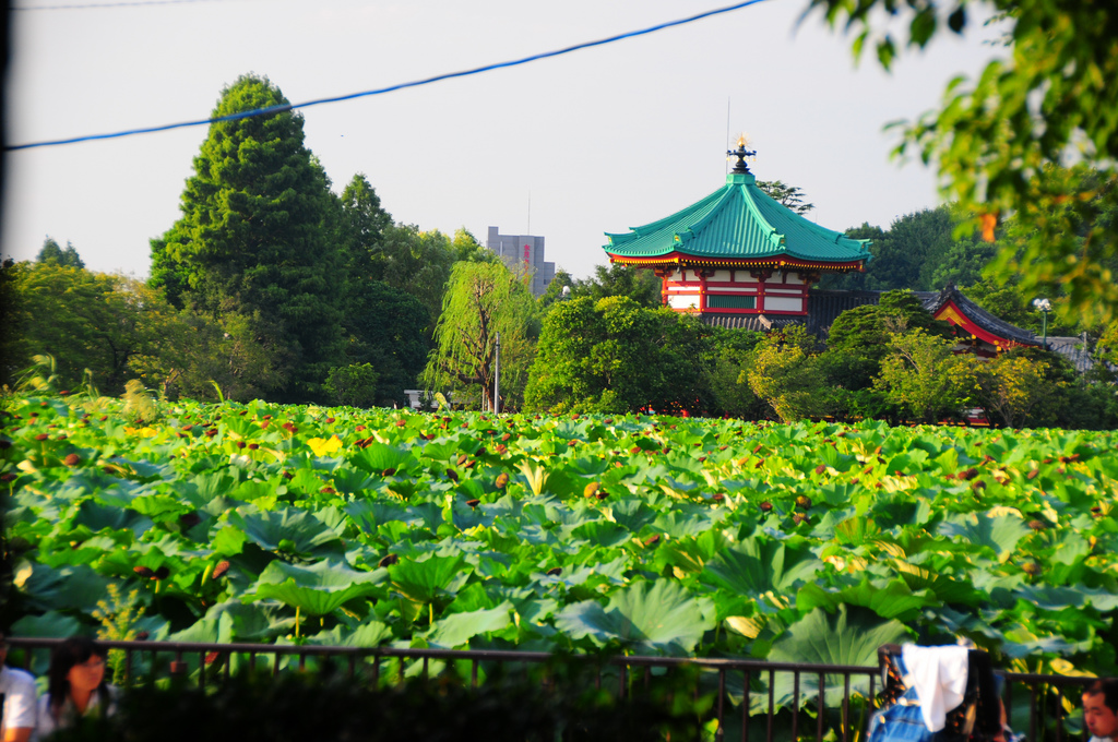 Kyu-Iwasaki-Tei Gardens