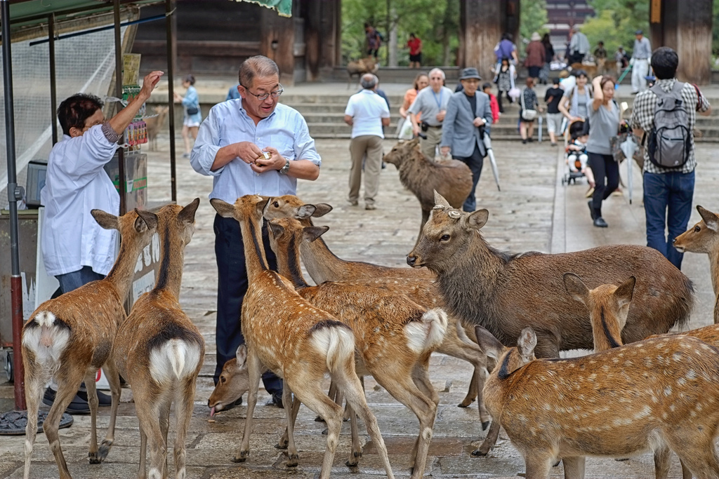 Miyajima don't feed the deer!