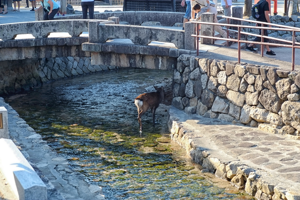 Miyajima deer