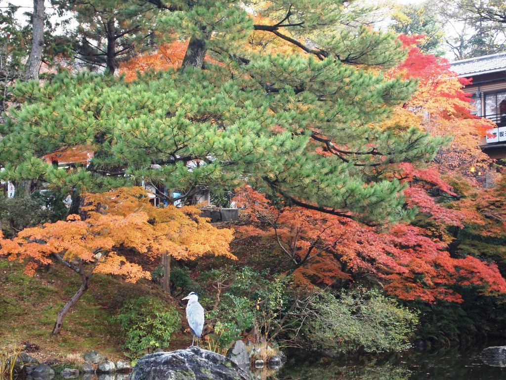 Autumn Leaves in Japan