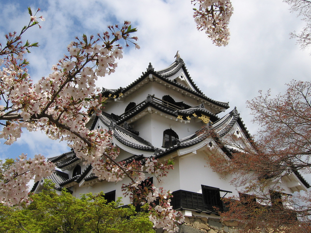 Hikone Castle with sakura