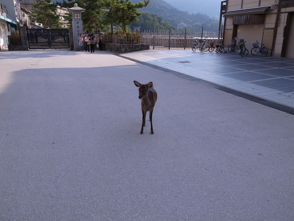Itsukushima deer