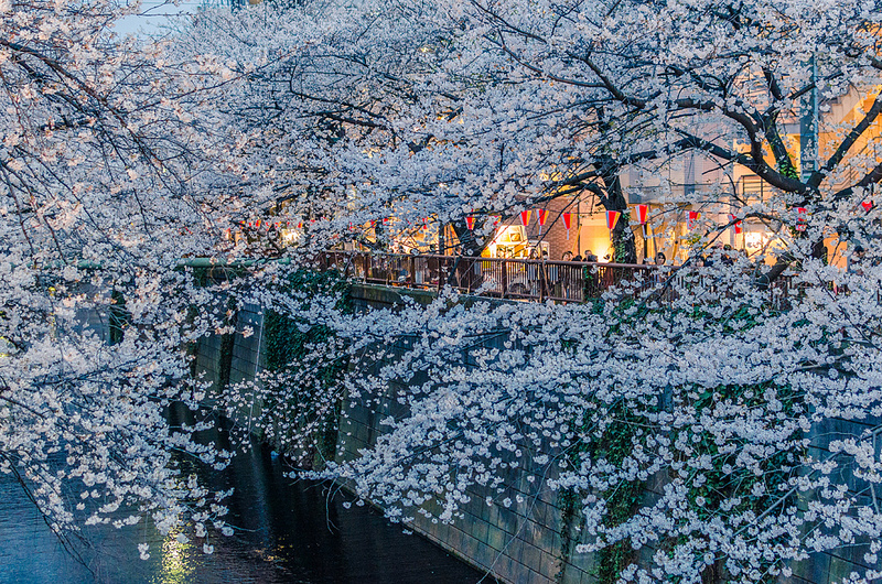 Sakura Matsuri taking place beneath the blossoms along the Meguro River in Tokyo, Japan (photo: Les Taylor/flickr)