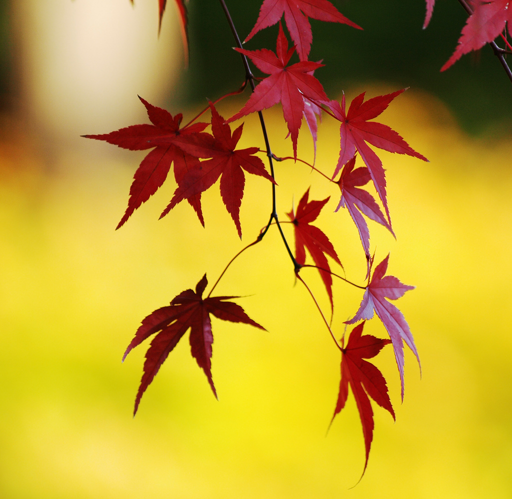 Autumn in Japan