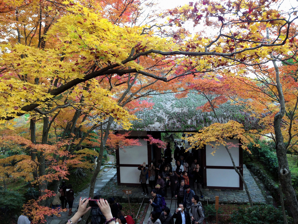 Momiji (maple) at Jojakkoji