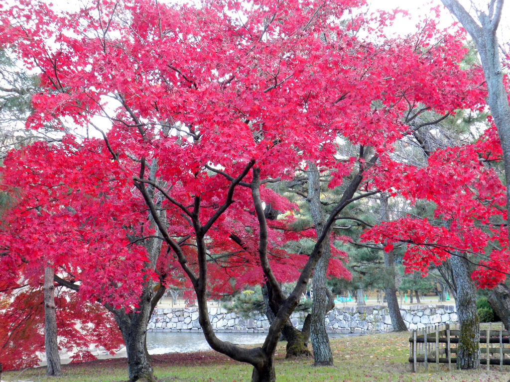 Nijō Castle and Garden, Kyoto