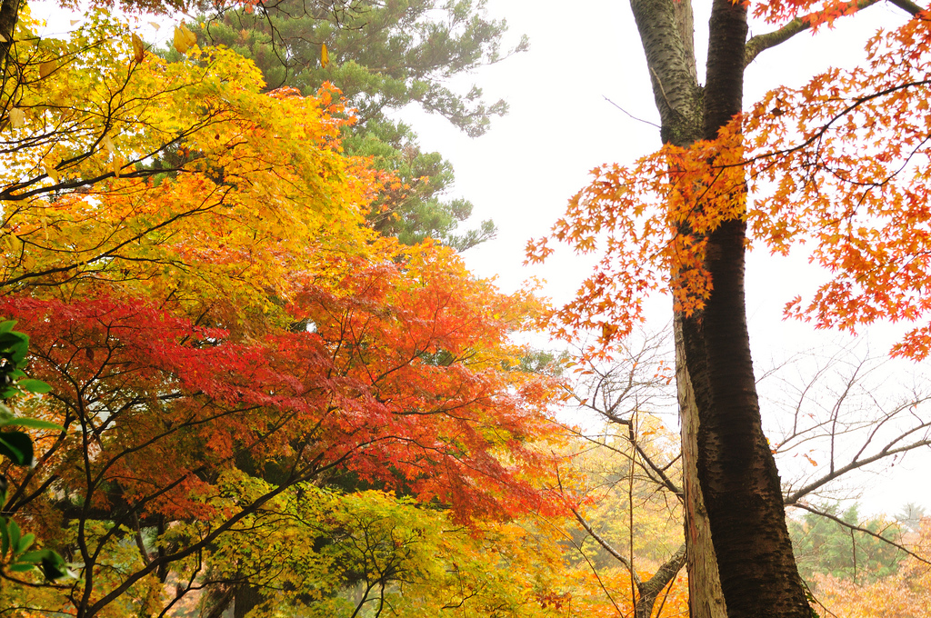 Mt. Takao in autumn