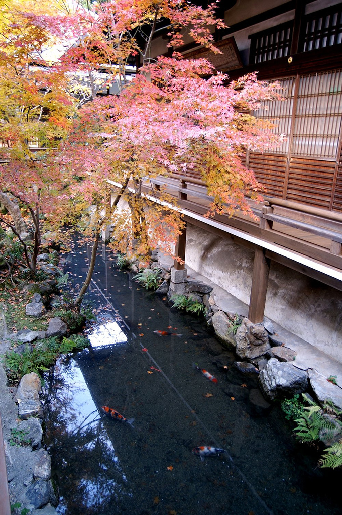 Autumn Leaves and koi @ Eikando