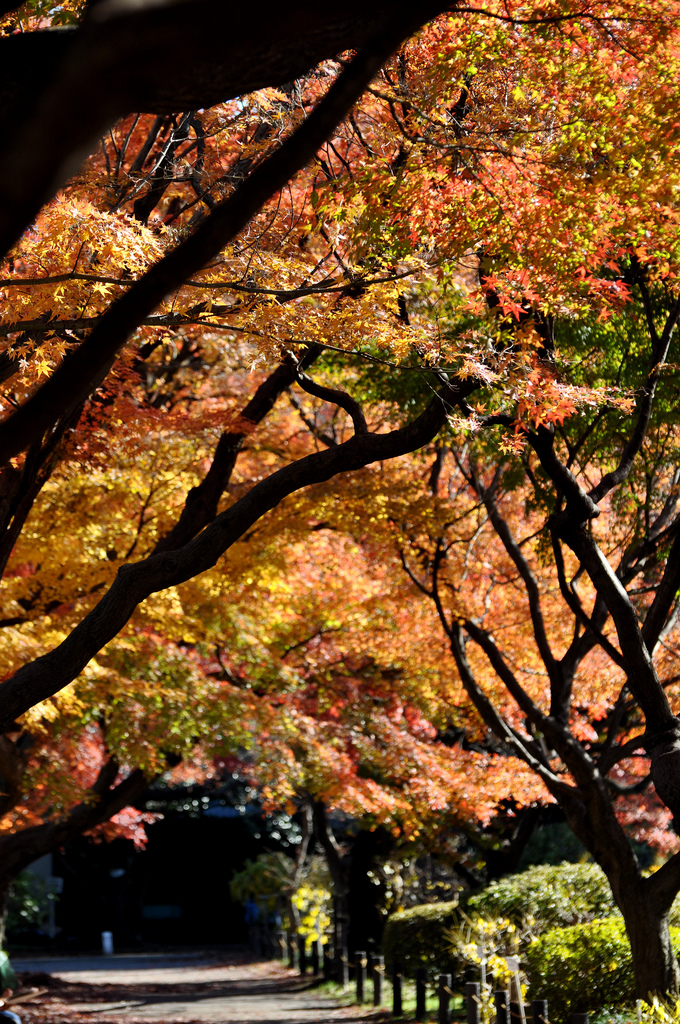 Koishikawa Botanical Gardens