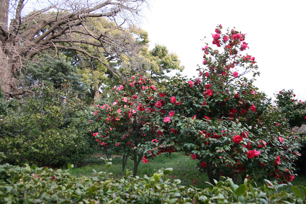 Koishikawa Botanical Gardens