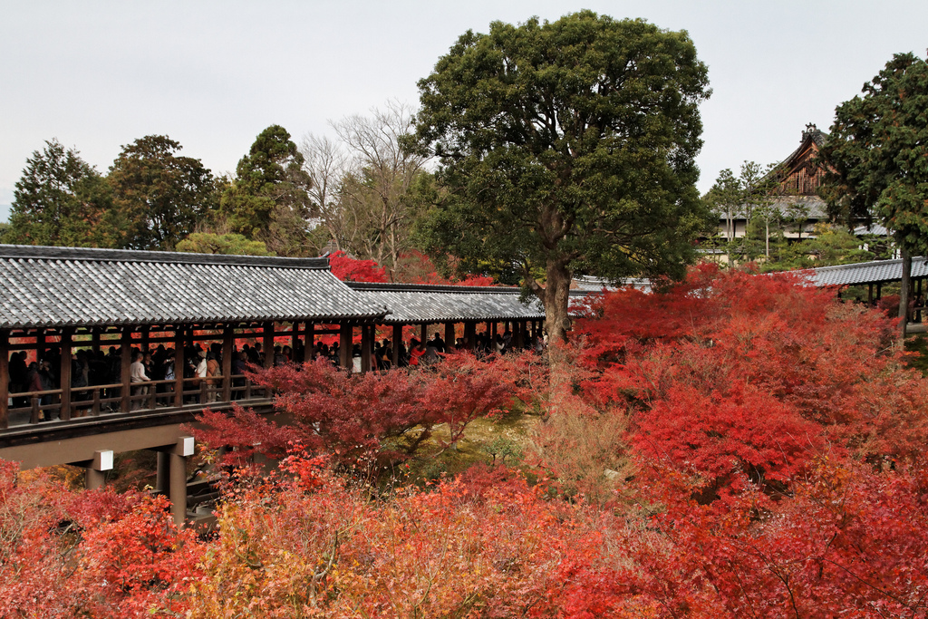 Tofuku-ji Autumn colours