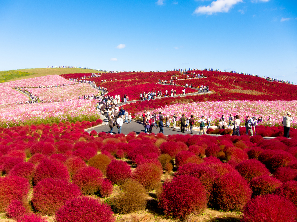 Kochia - Hitachi Seaside Park, Japan (photo: shin--k/flickr)