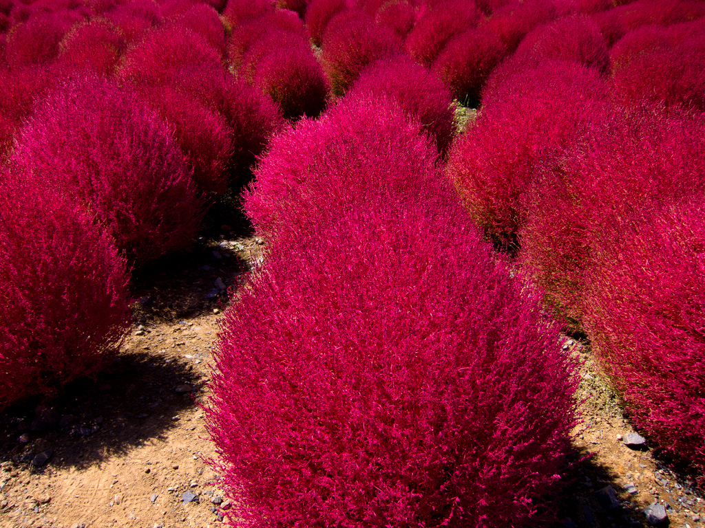 Hitachi Seaside Park, Japan (photo: shin--k/flickr)