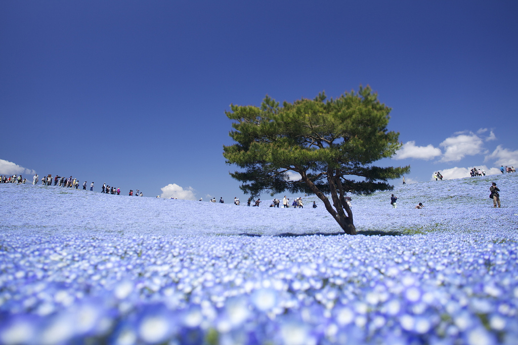 Hitachi Seaside Park flowers (photo: kobaken (こばけん)/flickr)