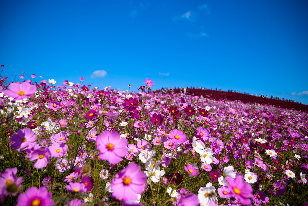 Cosmos - Hitachi Seaside Park, Japan ( photo: shin--k/flickr)