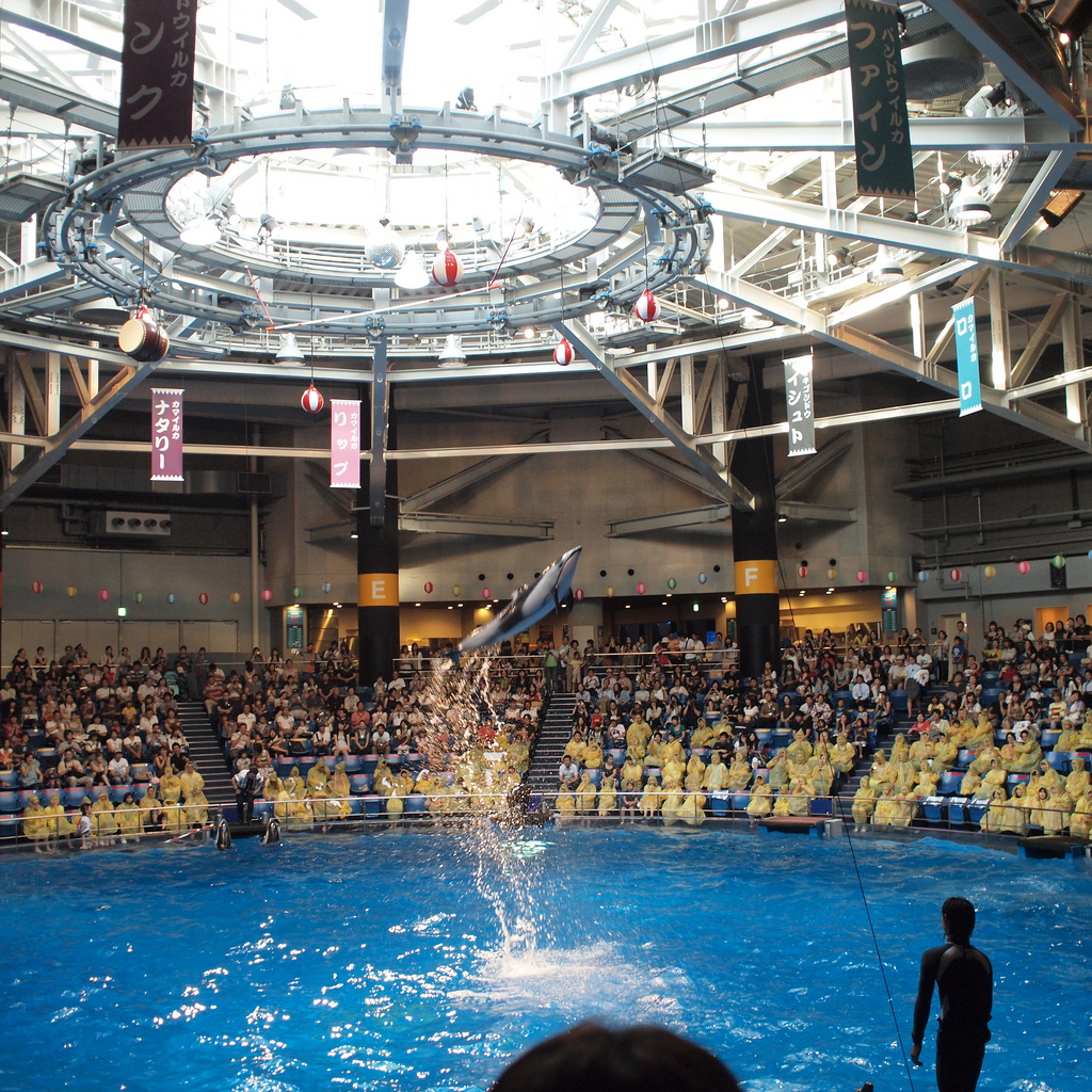 Epson Aqua stadium dolphin show