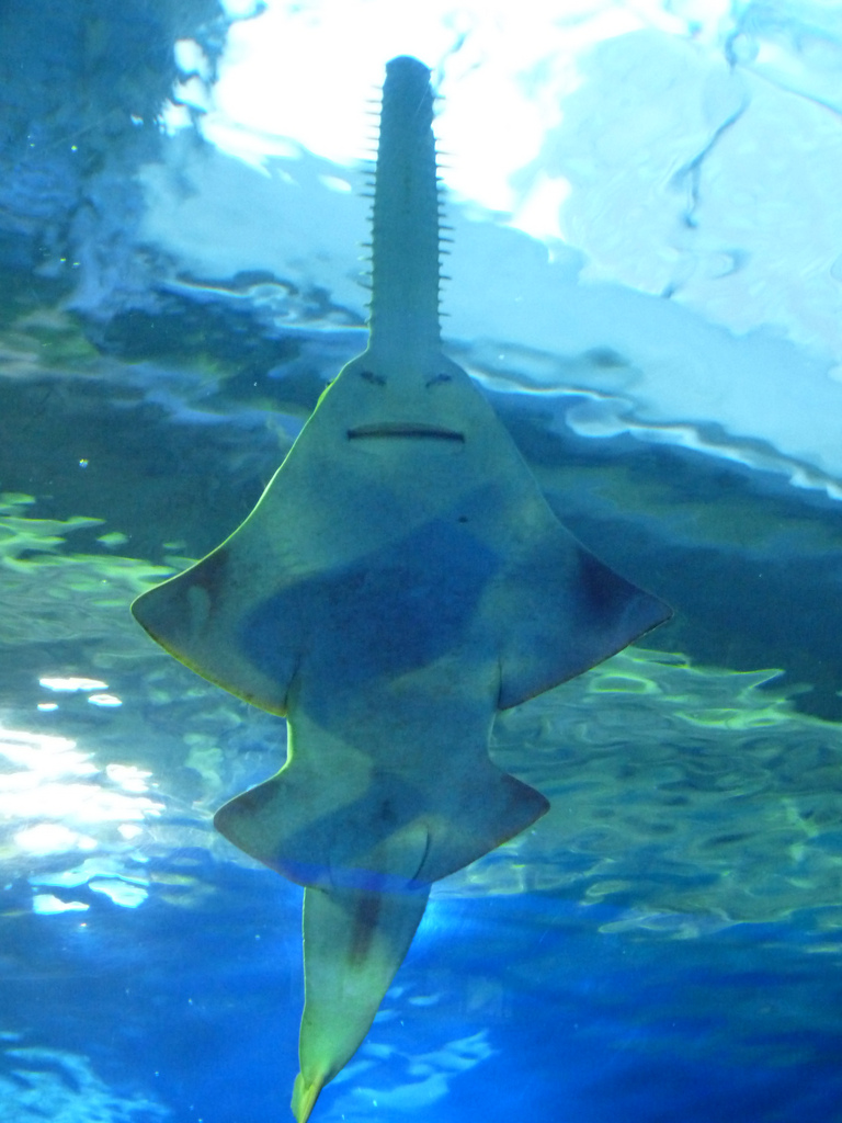 Dwarf Sawfish @ Epson Aqua Aquarium