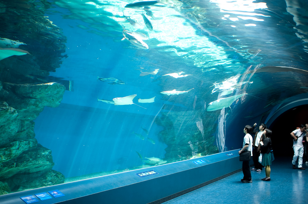 Underwater tunnel @ Epson Aqua Aquarium
