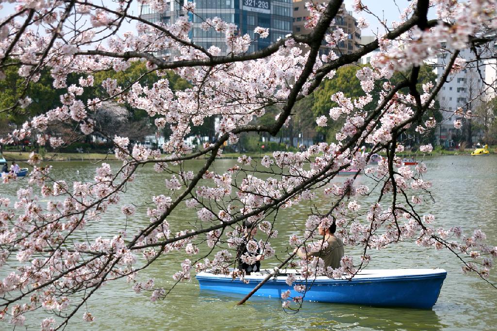 Cherry Blossom Shinobazu Pond