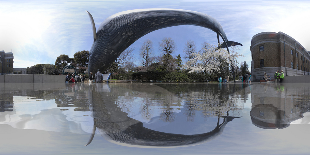 Whale leaps over the Cherry Tree