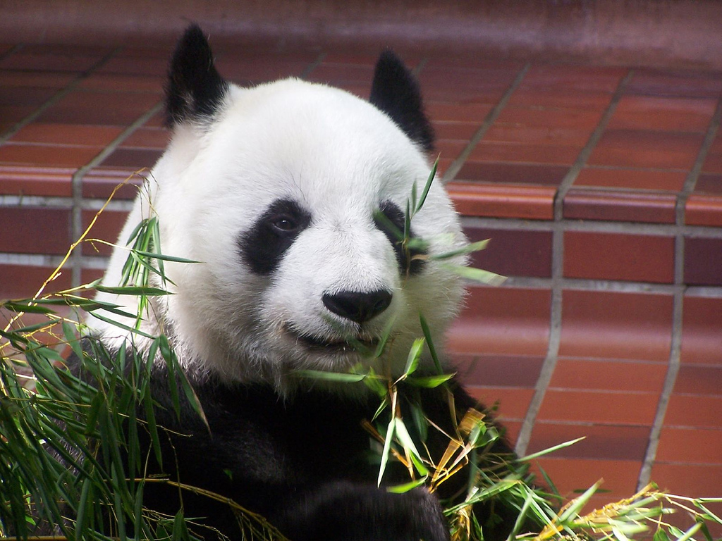 Giant Panda having lunch @ Ueno Zoo