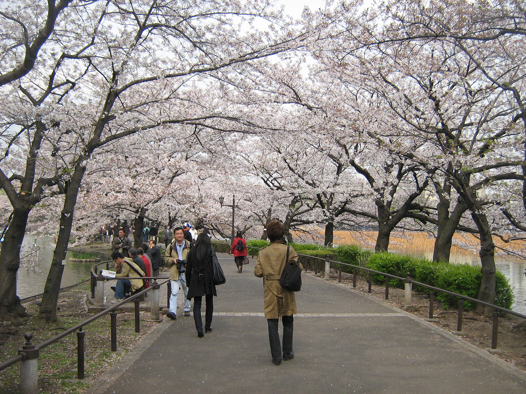 Cherry Blossom time in Ueno Park