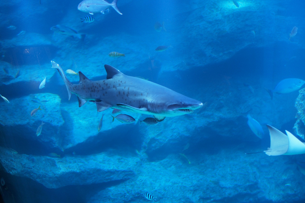 Sumida Aquarium shark @ Tokyo Skytree Town