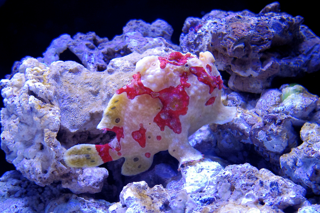 Sumida Aquarium fish Tokyo Skytree Town