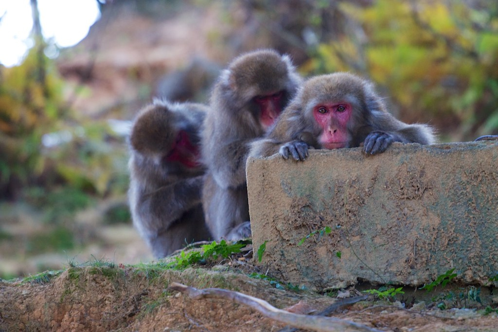 Iwatayama Monkey Park, Kyoto