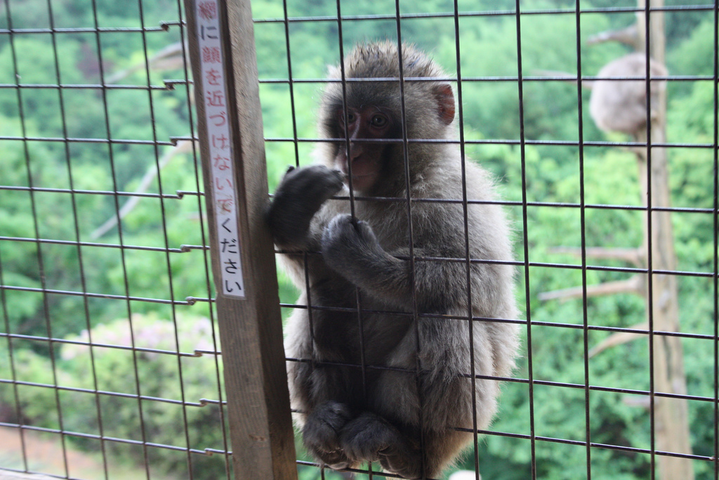 A monkey waiting for food @ Iwatayama Monkey Park