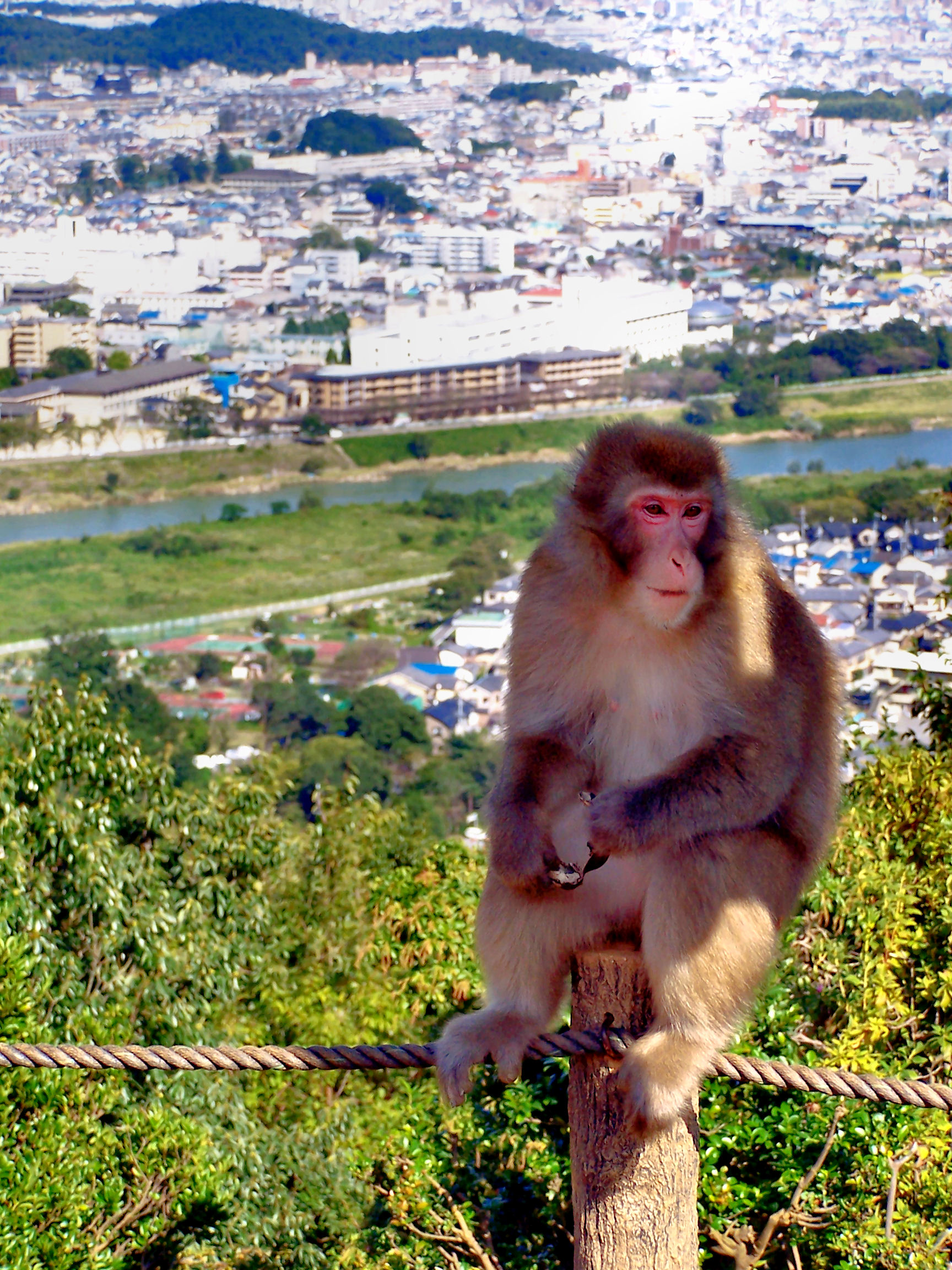 Iwatayama Monkey Park