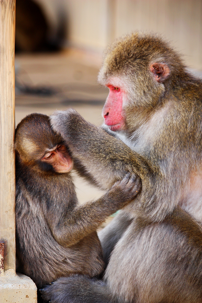 Iwatayama Monkey Park