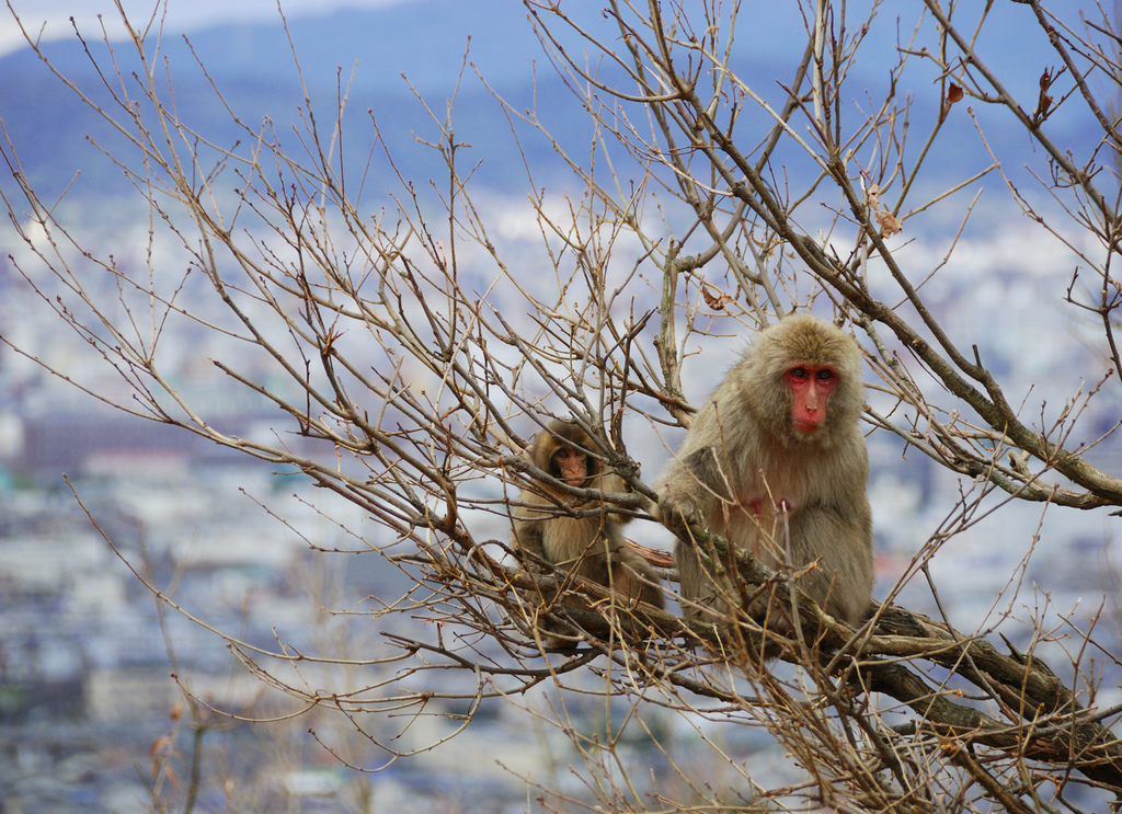 Mother and Baby Japanese Macaque Monkeys at Mount Arashiyama