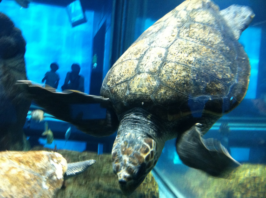Turtle @ Osaka Aquarium Kaiyukan