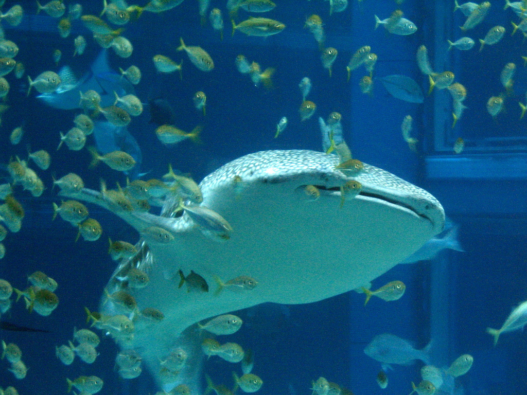 Whale Shark @Turtle @ Osaka Aquarium Kaiyukan