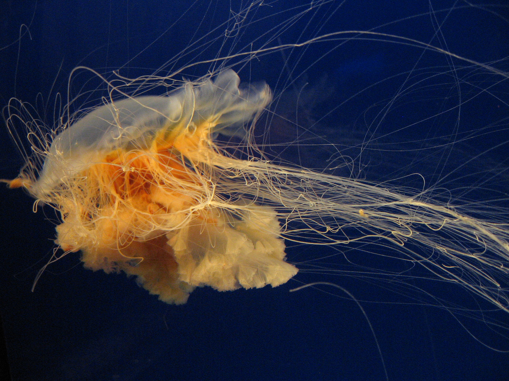 jellyfish @Turtle @ Osaka Aquarium Kaiyukan