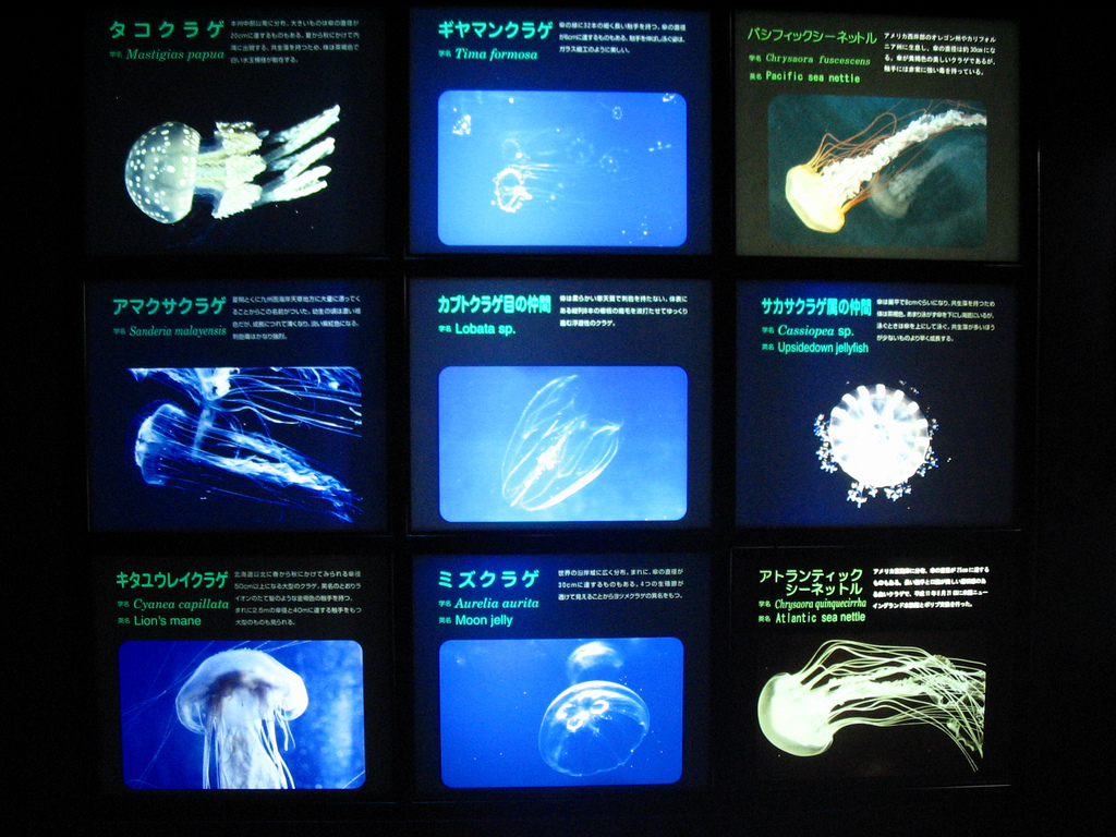 Jellyfish descriptions 