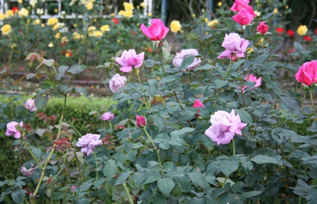 Beautiful Roses @Roses of Fame Universal Studios Japan