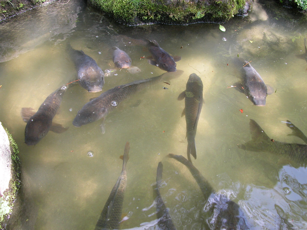 Koi at Heian-jingu