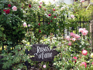 Roses of Fame Universal Studios Japan (photo credit: mikarin-usj.blogspot.com)