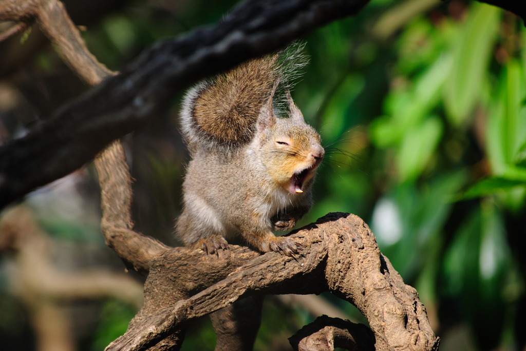 あくびするニホンリス（yawning Japanese Squirrel）
