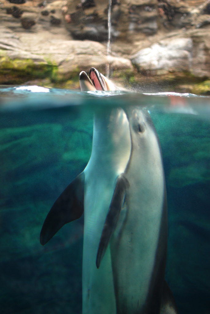 Osaka Aquarium Kaiyukan (海遊館 大阪)