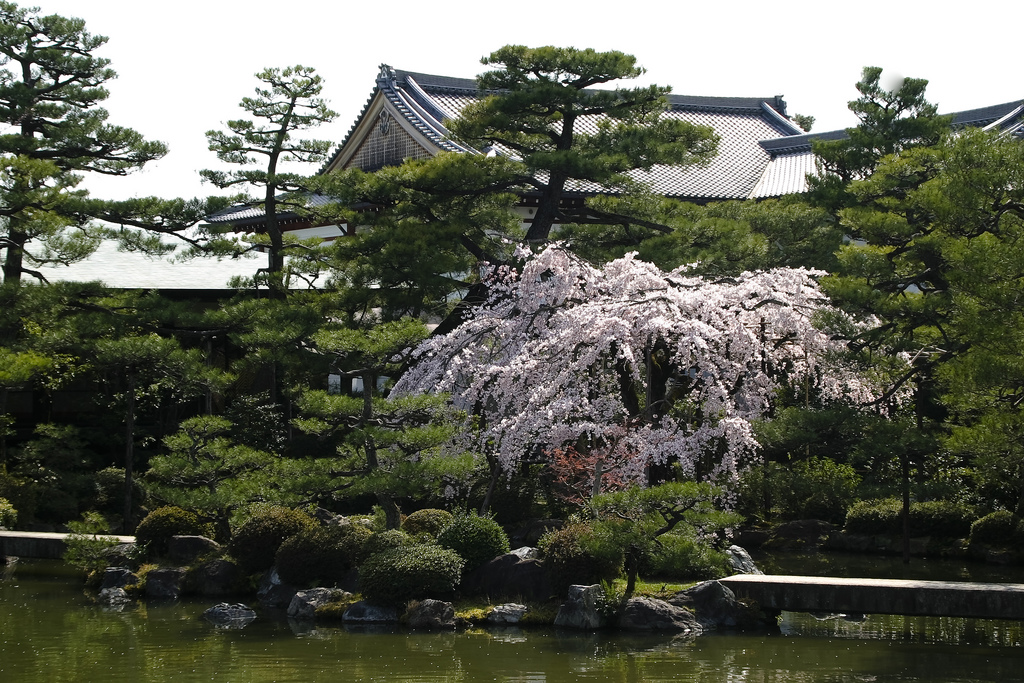 Beauty of Heian Jingu