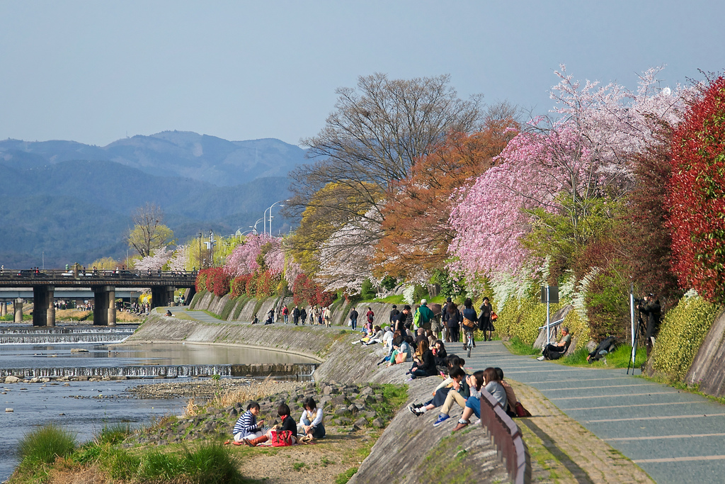 Kamogawa River cherry blossom