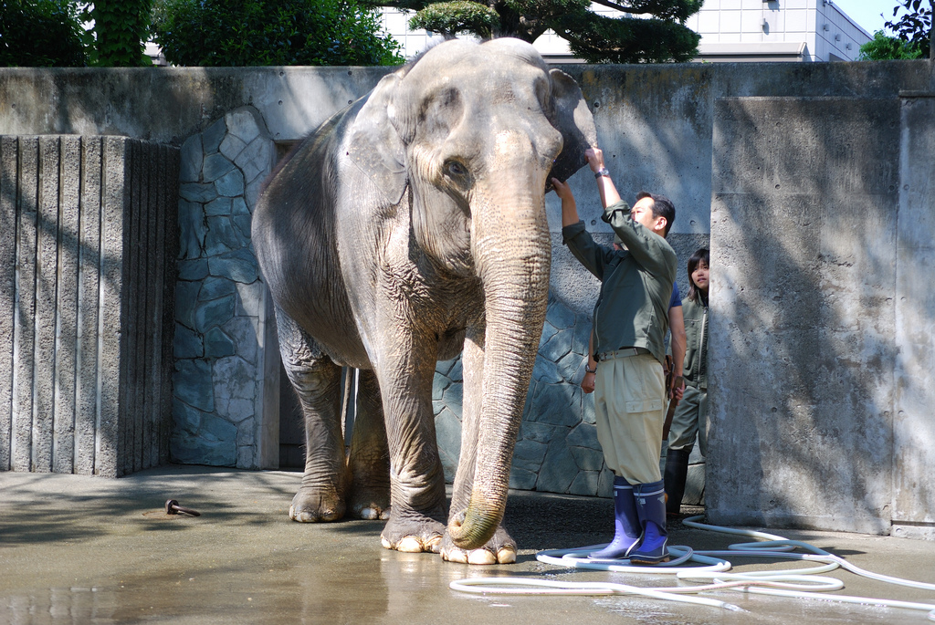 アジアゾウ（Asian elephant）