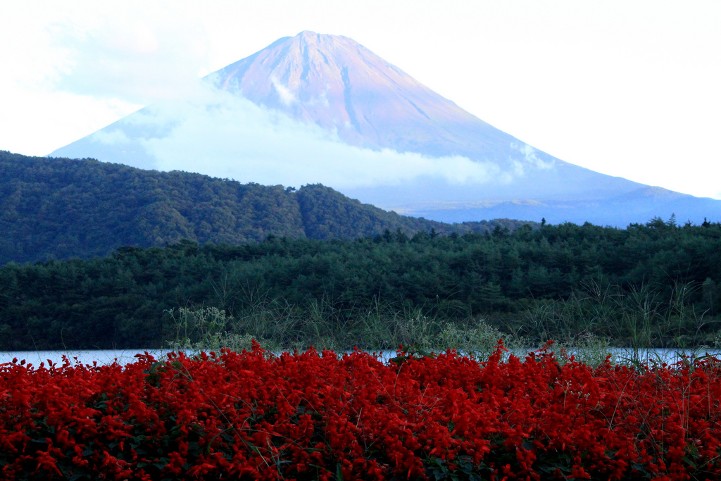 Mount Fuji image from Lake Sai