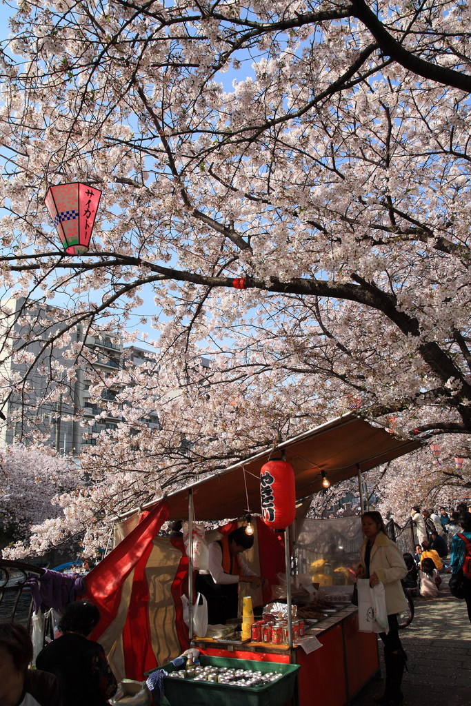 YOKOHAMA SAKURA