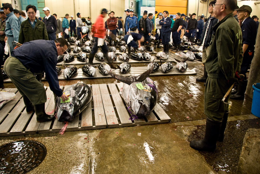 Inspecting Fresh Tuna